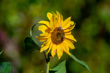 bee on sunflower