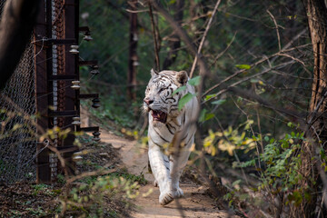 White Bengal tiger walking in the woods.