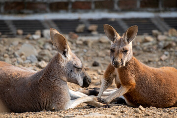 Close up two kangaroos relaxing lying on the grass in the sun, sleeping on the job