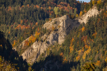 autumn forest in the mountains