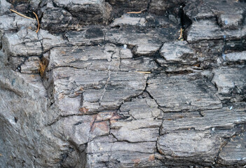 The surface of the wood is petrified, gray, black and brown. It is solid and rough. The beauty that nature and time create.