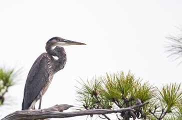great blue heron