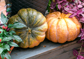 Ripe pumpkins on  wooden background. Harvesting vegetables. Beautiful autumn still life.