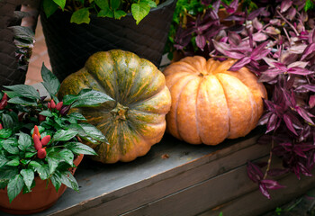 Ripe pumpkins on  wooden background. Harvesting vegetables. Beautiful autumn still life.