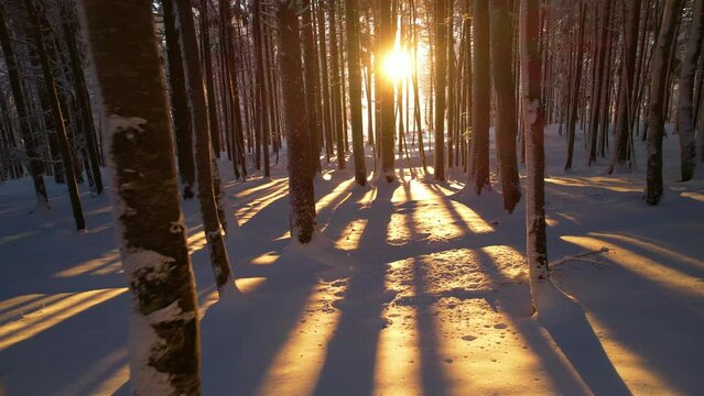 Golden winter sunlight peeking through forest trees covered with fresh snowfall. Winter fairy tale in snowy alpine woodland. Backlit tree trunks casting beautiful shadows across the fresh snow cover.