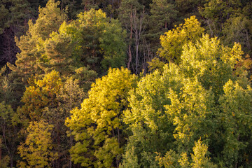 autumn forest in the mountains