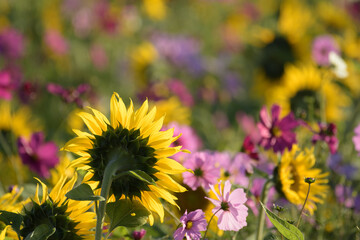 キク類のヒマワリとコスモス