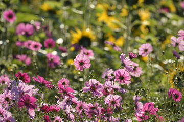 キク類のヒマワリとコスモス