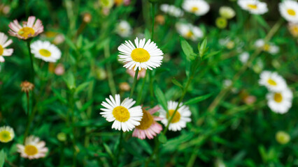 White and yellow daisy flowers (Erigeron karvinskianus) bloom on the green grass. Looks beautiful to look at.
