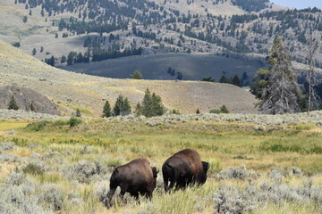 Two bison graze and walk along a meadow in Yellowstone National Park.