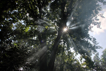 Rayon de soleil boisé