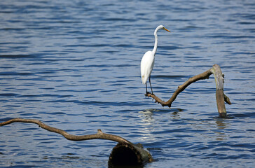 Snowy egret looking right - Reelfoot Lake State Park, Tennessee