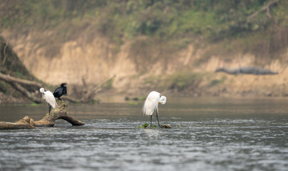 Great Egreat and Smaller Birds