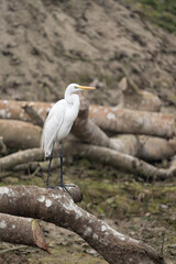 Great Egret Perched on Dead Branch
