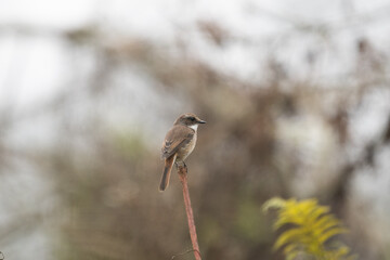 Grey Bushchat Perching