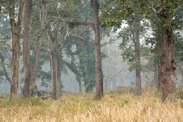 Obraz premium Haze in the Jungle