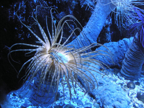 Les an&eacute;mones de mer, orties de mer ou actiniaires 
