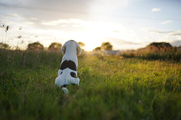 A cute white haired beagle puppy is sitting on the grass field looking golden ray from the sunset in Thailand.