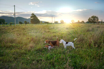 A gang of beagle dogs play in the green grass of the farm in the evening.