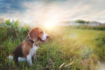 A cute beagle dog sitting outdoor in the grass field .