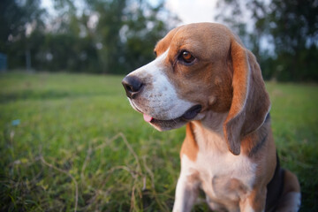 Close-up  eye and face of a cute beagle dog on the green grass in the park.