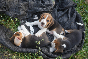 An adorable beagle puppies are playing in the grass field by lying down on the black shading net.