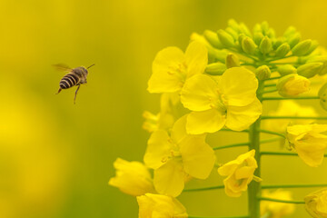 bee on yellow flower