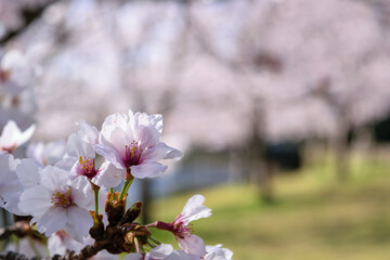 春はやっぱり桜