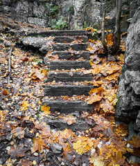 autumn in the forest