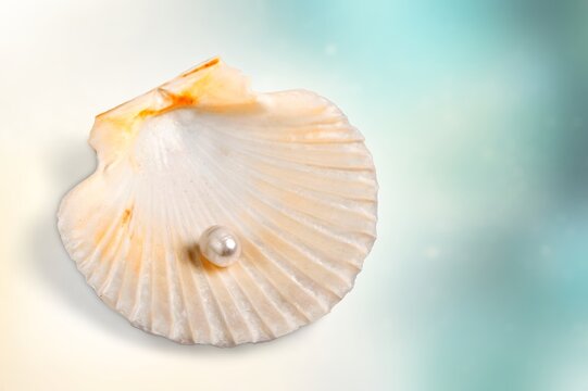 Open shell of great scallop shellfish of edible marine bivalve mollusk. Fan shaped calcareous sea clam.