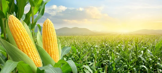 Foto op Aluminium Corn cobs in corn plantation field with sunrise background. © Paitoon