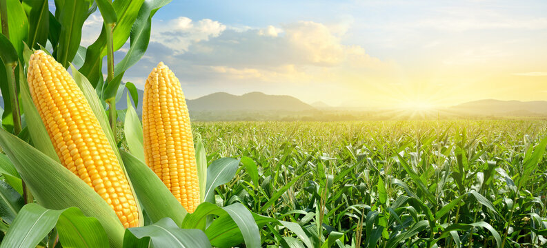 Corn cobs in corn plantation field with sunrise background.