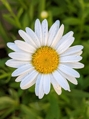 Obraz premium A daisy in my garden right after I watered the garden.