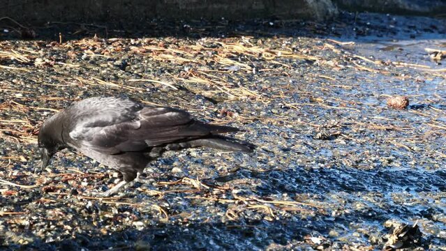 Crow getting attacked by another crow in Horseshoe Bay, British Columbia