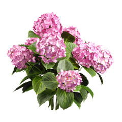 Pink bouquet floral beauty 3d illustration cut out backgrounds png file