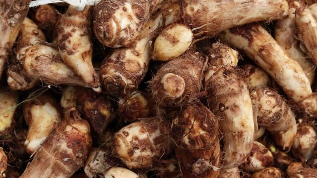 fresh organic taro root from farm close up from different angle