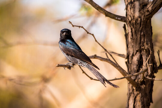 Black Drongo