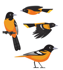 Fototapeta premium Cute Bird Baltimore Oriole Cartoon Vector