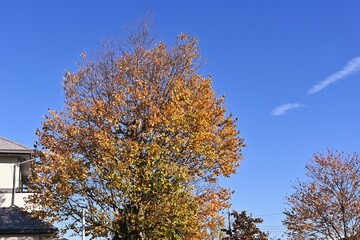 Autumn leaves of Japanese judas ( Katsura ) tree. Seasonal background material.