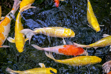 Japanese koi carp fish, a beautiful medium-sized colourful asian fishes swimming in clear freshwater pond background.