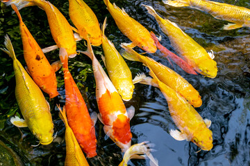 Japanese koi carp fish, a beautiful medium-sized colourful asian fishes swimming in clear freshwater pond background.