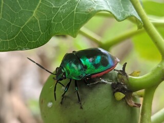 beetle on a leaf