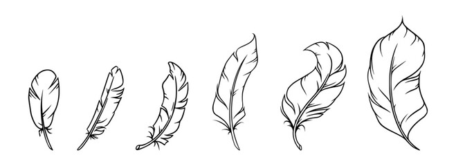 Feather sketch. Feather for decoration or writing. Vector illustration isolated on white background