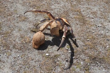 Coconut Crab with Coconut on the Ground
