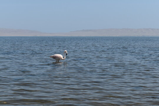 Paracas, Per&uacute;, Flamingo