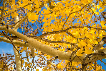 Yellow leaves on an Aspen tree in front of a bright blue sky. Fall in the Uinta mountains.