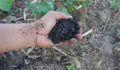 Farmers catch charcoal used as fertilizer to nourish trees planted in agricultural gardens.