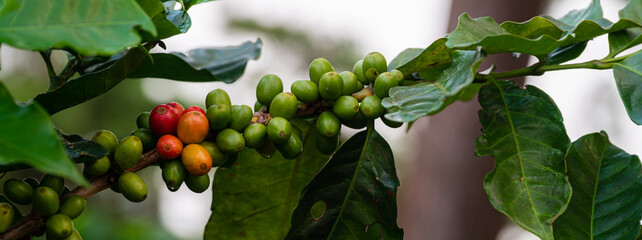 Arabicas Coffee Bean on Coffee tree at Doi Chaang in Thailand, Coffee bean Single origin words class specialty.vintage nature background,soft focus