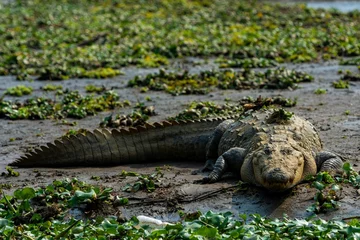 Poster Saltwater crocodile (Crocodylus porosus) in a swamp on a sunny day © Tomgc/Wirestock Creators
