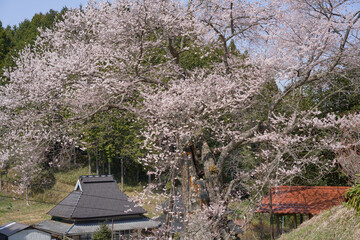 The 800-year-old Iwai-une cherry tree is in full bloom.